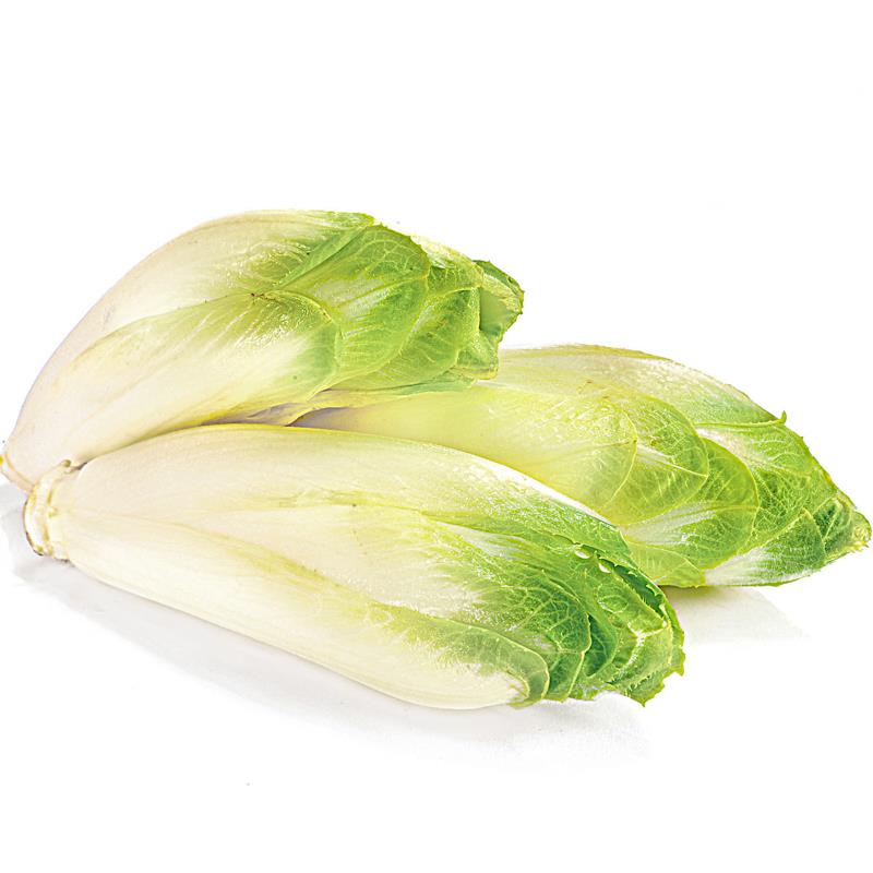 CYKORIA OPAKOWANIE 3SZT